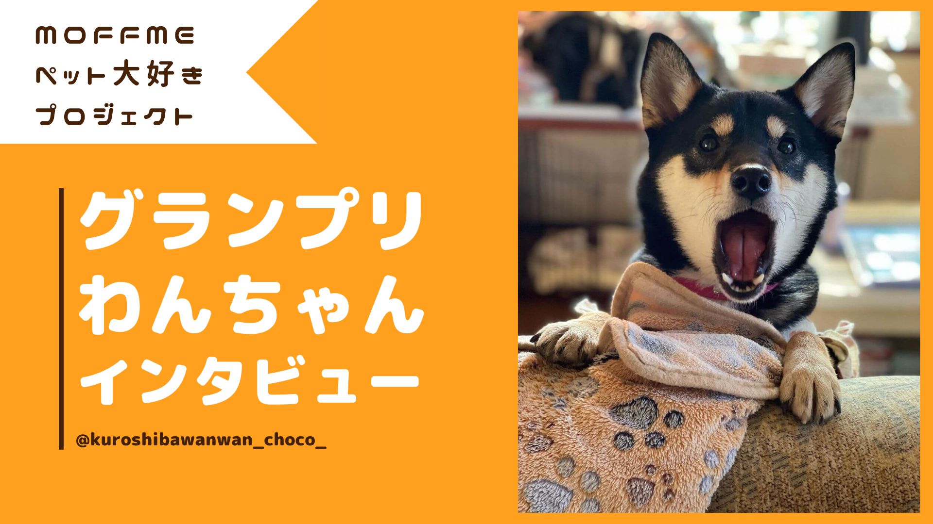 【MOFFMEペット大好きプロジェクト】グランプリ受賞わんちゃんにインタビュー!のサムネイル画像
